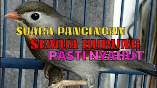 Download lagu MASTERAN SUARA BURUNG ROBIN NGEROL mp3