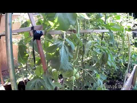 Tomatoes in raised bed garden
