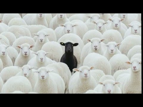 AKS Freestyle Flowing