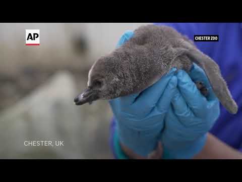 11 penguin chicks hatch at the UK's Chester Zoo