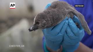 11 penguin chicks hatch at the UK