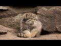 Pallas’s cat kitten is learning to put paws on a tail
