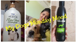 My dogs Monday Mood Vlog / FORBIS & HUG N WAG SHAMPOO FOR DOGS Cats REVIEW