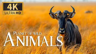 Planet of Wild Animals 4K 🐾 Amazing Relax Nature Movie with Piano Music, Real Sound, Ultra HD
