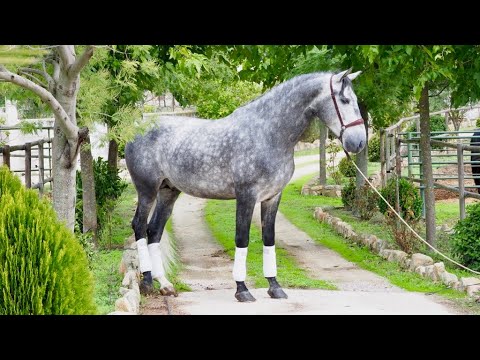 SOLD !!! Quantico - PRE HORSE FOR SALE - 168 CM - BORN 2014