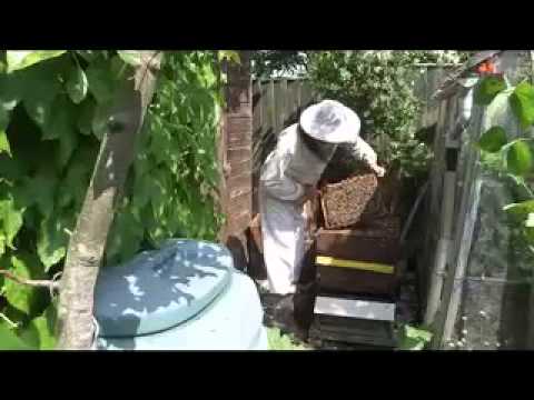 Baz's hobbies - 18C - A Look Into Baz's Beehive Swarm Problem