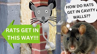 CAVITY WALL RATS? RAT in ROOF? Drain survey for rats....be careful who you trust!!!
