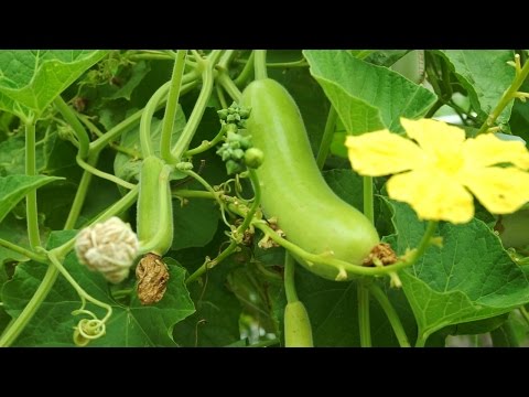 Growing Gourds Part 4 of 5 - Bottle Gourds (Long Melon or Opo squash)