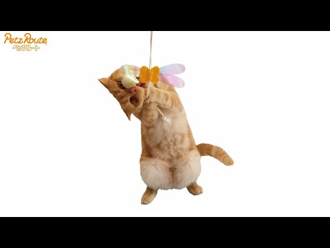 [Petz Route] Kasha Kasha Cat Toy with natural paper string