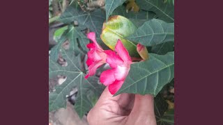 Download lagu Mengapa Aku Mengalah mp3