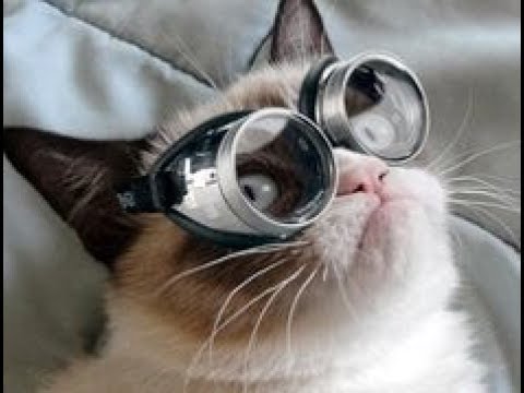FUNNY CAT VIDEOS 2019 II Cats scared of masks II FUNNY FAILS VIDEOS