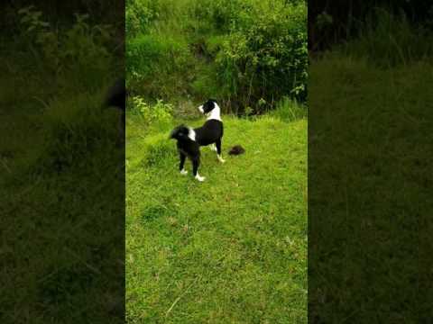 our dog rolling over a cow's poop😂