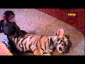 The Discovery Family Channel S My Dog S Crazy Animal Friends