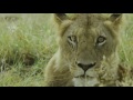 Natuurfilm ; Het Kruger Park ( Zuid-Afrika) Nederlands gesproken