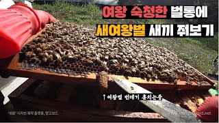 여왕 없어져버린 벌통에 다른 벌통이 만들어둔 여왕벌 훔쳐다주기(feat.합봉)