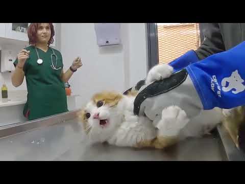 Vet try to Cut Angry Cat's Nails