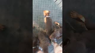 6/21/24.  hoobly doberman ohio for details