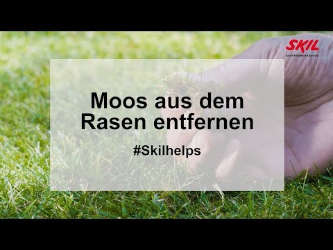 Moos aus dem Rasen entfernen