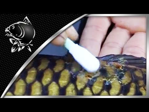 CARP FISHING CARE - HOW TO USE THE NASH MEDICARP KIT WITH ALAN BLAIR - NASH TACKLE FAQ