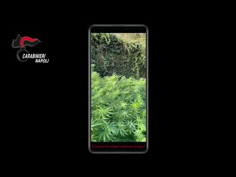 Piantagione marijuana di 2000 metri quadri in ex Polverificio borbonico