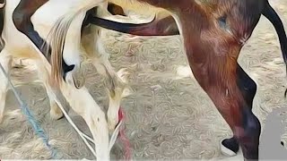 Download lagu коні аговози. Жеребець на Паровку.Привезли лошицю з бачача.коні Тернопільщини -donkey mp3