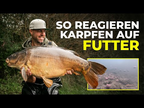 Richtig Füttern = Richtig Fangen! Meine Strategie für mehr Bisse