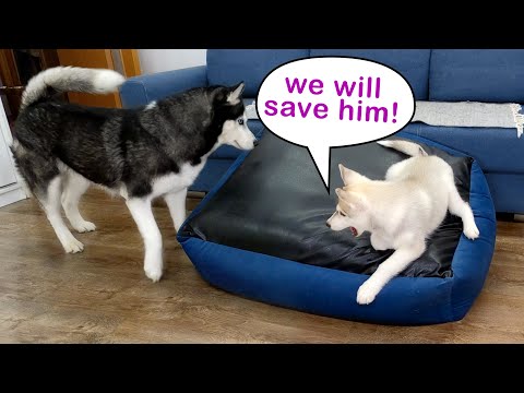 My Dogs Saved Me! Hiding From My Puppy And Huskies Under The Dog Bed