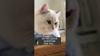 Download lagu The cutest British shorthair cat! mp3