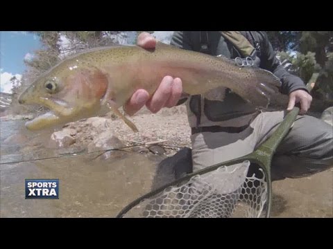 The Blue River offers Gold Medal trout water with an urban twist