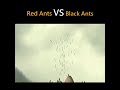 Pertarungan Semut Merah Vs Semut Hitam Part 1