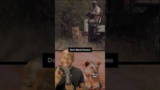 Why Lions wouldn’t Attack you in a Safari Park #shorts