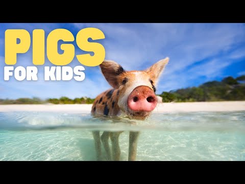Pigs for Kids | Learn all about these intelligent mammals