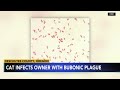 Oregon Resident Catches Rare Bubonic Plague Likely From Their Cat Health Officials