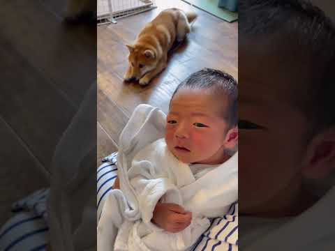 うちの犬が赤ちゃんに嫉妬しているのですが、どうすればいいでしょうか?