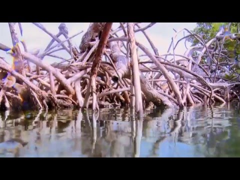 * Nature Is Speaking *