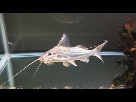 4 line pictus catfish