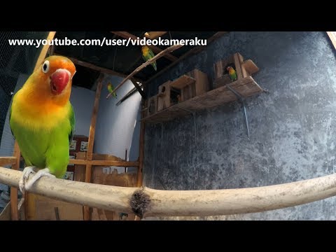 Lovebirds Sounds 1 Hour - March-08-2019