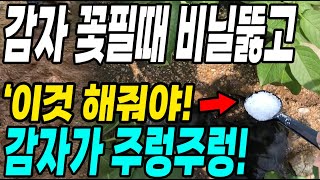 감자에 꽃피면 비닐뚫고 이것만 하면 몇배 더 수확! 감자 주렁주렁 대박!