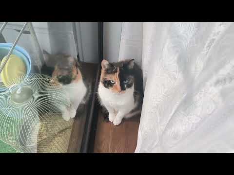 Faby and Luna Want to Play With Their Friends