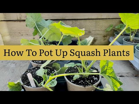 How To Pot Squash Plants, Potting Up Butternut Squash, Vegetable Gardening