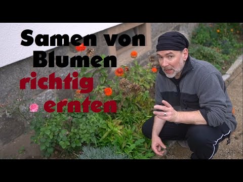 Eigenes Saatgut aus Zinnien Blumen Samen gewinnen. Richtig den Samen aus Pflanzen selber ernten.