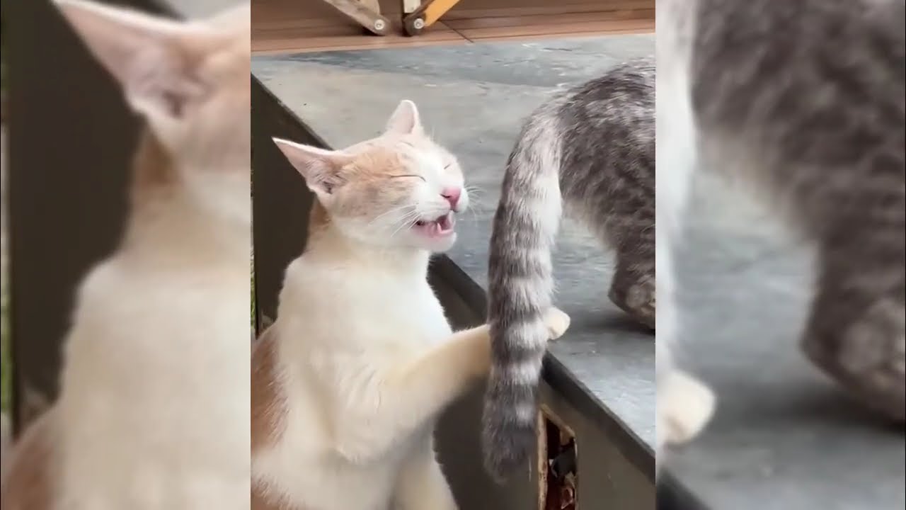 The FUNNIEST Animals Videos !!
