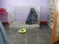 Warmed Dog In Cold Winter