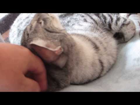 Cuddles with Sethi, Silver egyptian mau cat