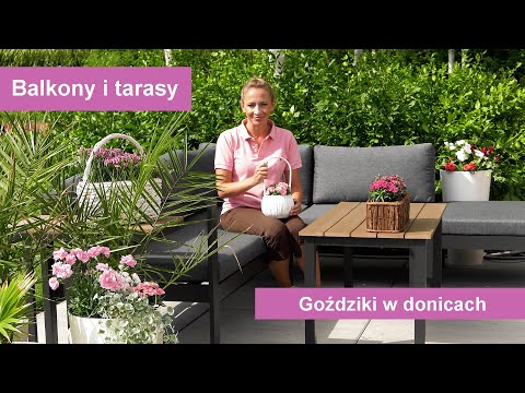 Goździki nie tylko w ogrodzie - uprawa goździków w donicach