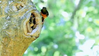 Download lagu SIKLUS HIDUP BURUNG MURAI BATU DI ALAM LIAR || PLANET KEWAN mp3 Download lagu SIKLUS HIDUP BURUNG MURAI BATU DI ALAM LIAR || PLANET KEWAN mp3