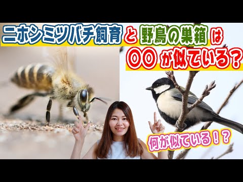 鳥を引き寄せるために巣箱に何を置くべきですか？羽のある鳥にとって最高の環境を作り出すための詳細なガイド!  庭園