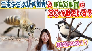 野鳥の巣箱設置・観察と似てる！？ニホンミツバチの飼育