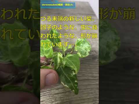 アイビーは木に悪いですか？カットすべきでしょうか？  庭園