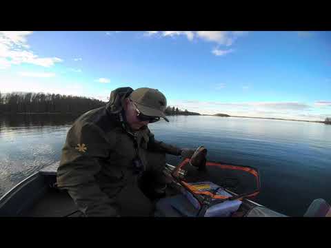 Blacksox vavalla ensi kala